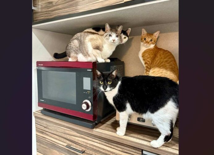 中に唐揚げがある事に気付いた！？レンジの周りに集まるネコたちが話題に「においでバレてますね」「猫ホイホイすぎて面白い」
