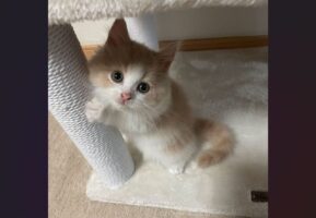 「もう寝るの？」つかまり立ちして見上げてくるネコがかわいすぎる！「一緒に寝たくなりますね」「にゃんとかわいらしい」