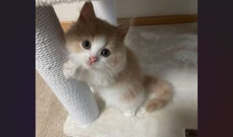 「もう寝るの?」つかまり立ちして見上げてくるネコがかわいすぎる!「一緒に寝たくなりますね」「にゃんとかわいらしい」