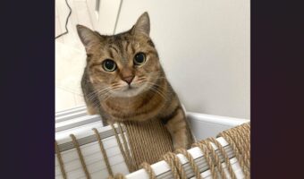 後ろからよいしょよいしょ。ハシゴを登ると毎回付いてくるネコが話題に「ご主人様だけ遊ぶのズルいって表情」「ハシゴ登るのお上手」