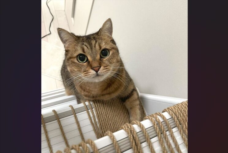 後ろからよいしょよいしょ。ハシゴを登ると毎回付いてくるネコが話題に「ご主人様だけ遊ぶのズルいって表情」「ハシゴ登るのお上手」