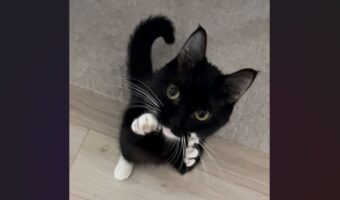 ネコのファイティングポーズ！？かわいすぎる構えが話題に「奇跡の一枚！かわよすぎ」「猫じゃらしで応戦します！」