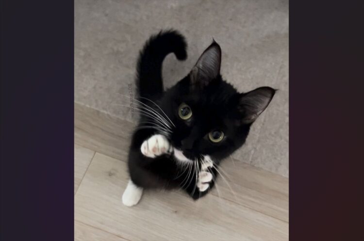 ネコのファイティングポーズ！？かわいすぎる構えが話題に「奇跡の一枚！かわよすぎ」「猫じゃらしで応戦します！」