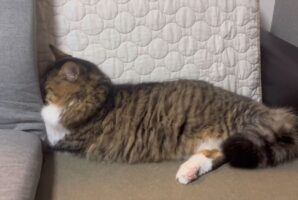 拗ね方がかわいいネコ。顔を隠すように埋めている姿が話題に「話しかけてこないでにゃ！という姿ですね」「しょんぼりしてそう」