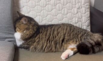 拗ね方がかわいいネコ。顔を隠すように埋めている姿が話題に「話しかけてこないでにゃ!という姿ですね」「しょんぼりしてそう」