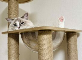 どうニャってるの？ハンモックに入ったネコの姿に目を疑う！？「トリックアートすぎない？」「イリュージョンみたい」