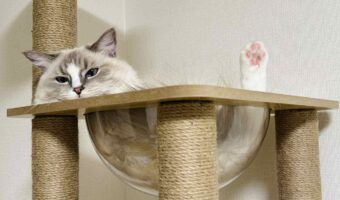 どうニャってるの？ハンモックに入ったネコの姿に目を疑う！？「トリックアートすぎない？」「イリュージョンみたい」