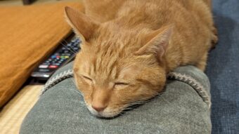 ゆたんぽの素晴らしさに気づいてしまったネコ。くっついてとろけている姿が話題に「お顔がとろけている」「首を伸ばして暖かさを満喫しようとしている」