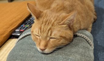 ゆたんぽの素晴らしさに気づいてしまったネコ。くっついてとろけている姿が話題に「お顔がとろけている」「首を伸ばして暖かさを満喫しようとしている」