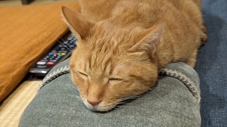 ゆたんぽの素晴らしさに気づいてしまったネコ。くっついてとろけている姿が話題に「お顔がとろけている」「首を伸ばして暖かさを満喫しようとしている」