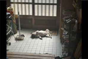 玄関で眠っているパグ。その豪快な寝相が話題に「これくらい自由でいてくれると助かる」「冷たくて気持ちいいんだろうな」