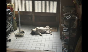 玄関で眠っているパグ。その豪快な寝相が話題に「これくらい自由でいてくれると助かる」「冷たくて気持ちいいんだろうな」
