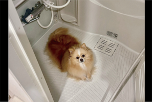 忙しくて愛犬をかまってあげられなかったら・・。、お風呂場で拗ねているポメラニアンに「無言の抵抗」「拗ねてたのが、かわすぎます」