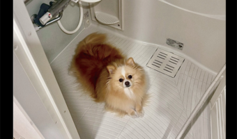 忙しくて愛犬をかまってあげられなかったら・・。、お風呂場で拗ねているポメラニアンに「無言の抵抗」「拗ねてたのが、かわすぎます」