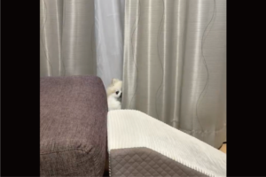 隠れてるつもり？カーテンの裏に身を潜めるもバレバレなポメラニアン