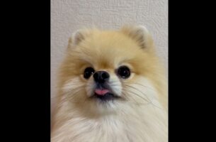 新しいオモチャを見つけたポメラニアン！目を輝かせる姿が話題に「プルプルが止まらない！」「めちゃくちゃかわいい！」