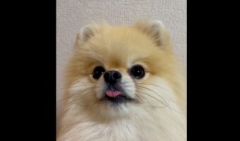 新しいオモチャを見つけたポメラニアン！目を輝かせる姿が話題に「プルプルが止まらない！」「めちゃくちゃかわいい！」