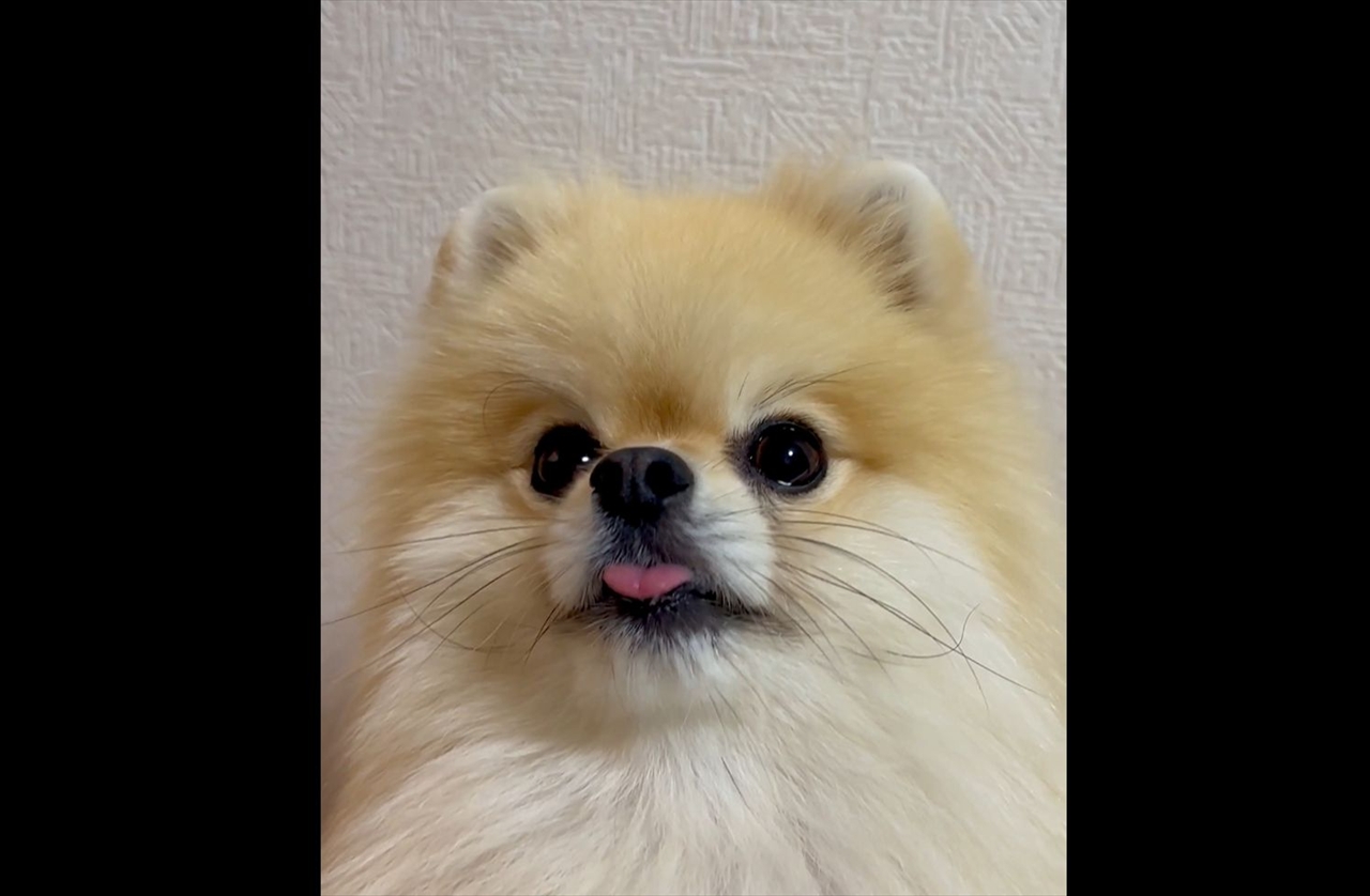 新しいオモチャを見つけたポメラニアン！目を輝かせる姿が話題に「プルプルが止まらない！」「めちゃくちゃかわいい！」