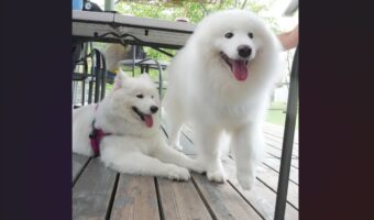 サモエドとアザラシ?二度見してしまうツーショットに反響「前世はアザラシだったのかな」「あら?お耳がないよ!」