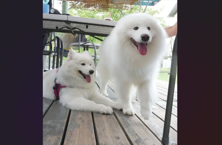 サモエドとアザラシ？二度見してしまうツーショットに反響「前世はアザラシだったのかな」「あら？お耳がないよ！」