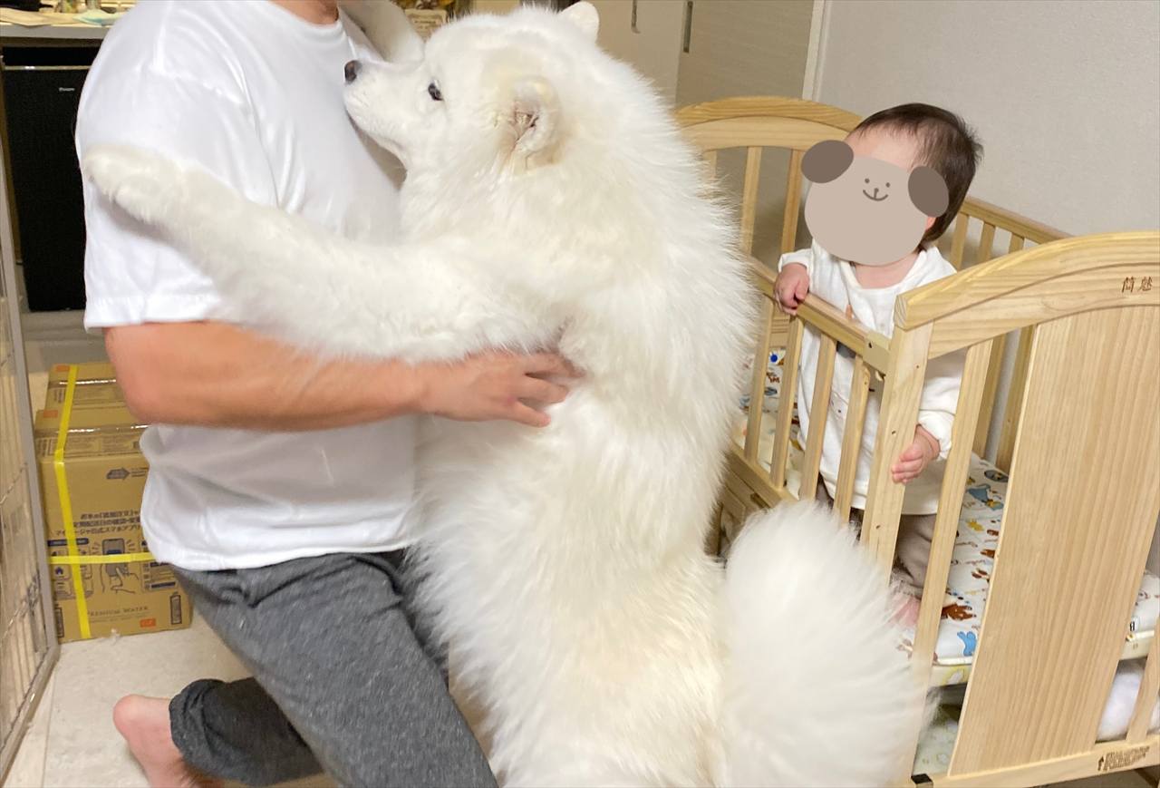 お姉ちゃんだって甘えたい日がある!赤ちゃんをだっこしようとした時にサモエドが取った行動が話題に「かわいすぎますね!」「お姉ちゃんもたまには甘えたいよね」