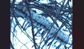 16羽のシマエナガがぎゅっ！巨大なシマエナガ団子が話題に「お互いの体温でぬくぬく」「隅の子が寒そうだから輪になったら？」