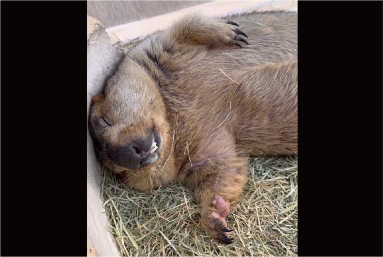 ぷくぷくなおなかがかわいい！赤ちゃんすぎるマーモットの寝姿に反響「疲れが吹き飛びました」「私もお腹をぽよんぽよんさせてみたい」