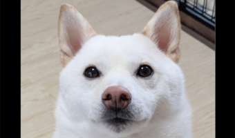 きらっきらのおめめで飼い主さんを見つめる柴犬。この顔をすればおやつがもらえると確信している!?「学習したんだろうね~」「確かにあげちゃいますね」