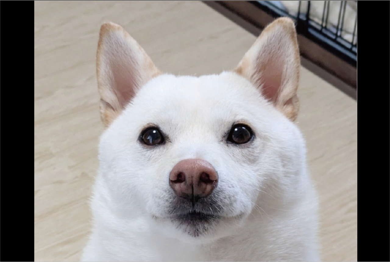 きらっきらのおめめで飼い主さんを見つめる柴犬。この顔をすればおやつがもらえると確信している!?「学習したんだろうね~」「確かにあげちゃいますね」