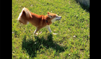 柴犬が機嫌のいい時の歩き方が話題に「ウッキウキやん!」「可愛いなぁ〜」