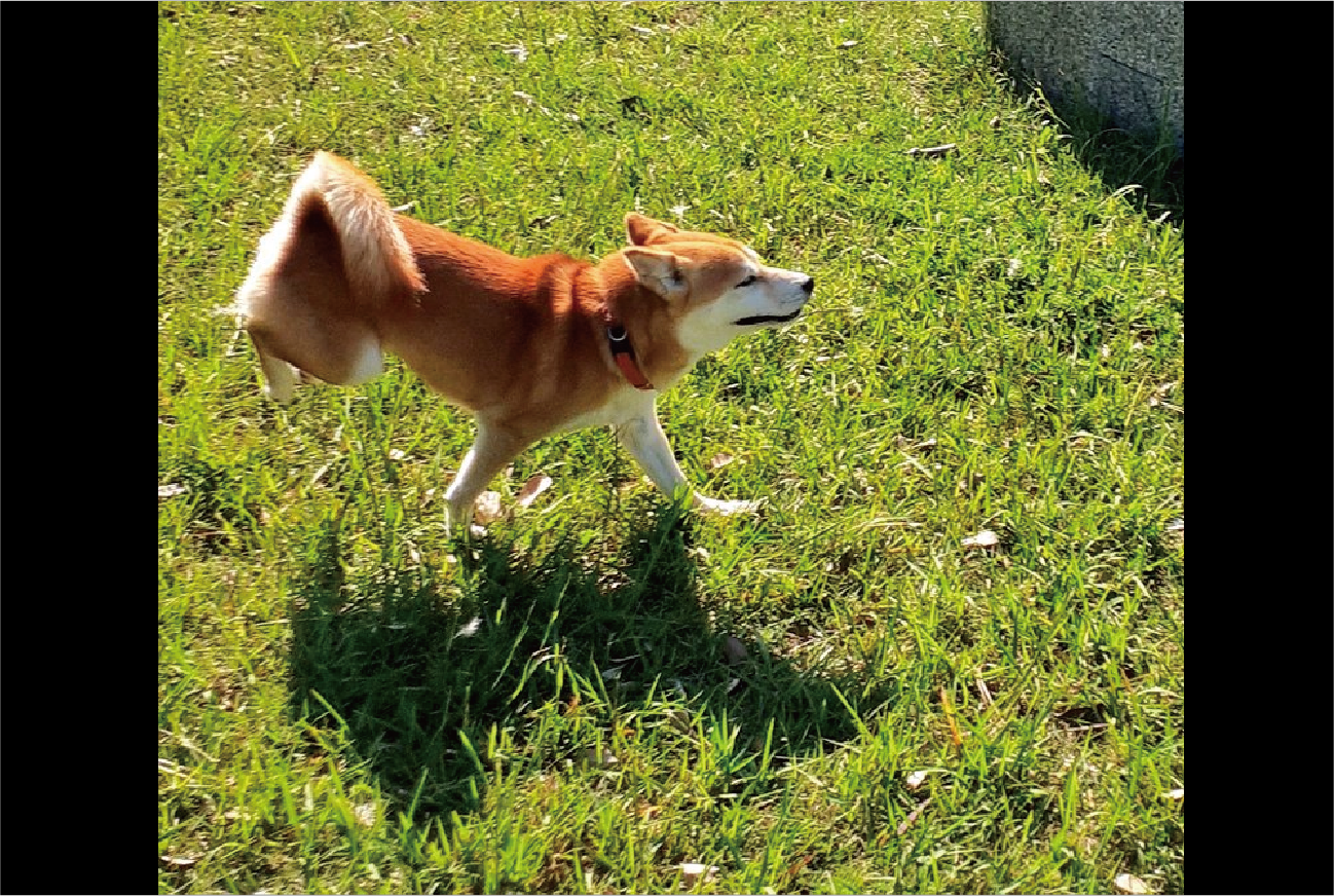 柴犬が機嫌のいい時の歩き方が話題に「ウッキウキやん!」「可愛いなぁ〜」