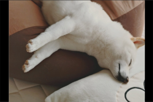 クッションからあふれて寝る柴犬。枕を添えたら気持ちよく爆睡を続けていました「あんよがかわいい」「ぴょこんおててが、かわいすぎ」