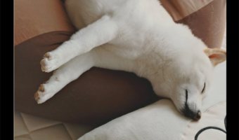 クッションからあふれて寝る柴犬。枕を添えたら気持ちよく爆睡を続けていました「あんよがかわいい」「ぴょこんおててが、かわいすぎ」