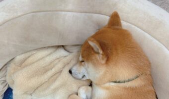 丸まって眠る柴犬。そのかわいすぎる寝姿が話題に「丸まり方が最高」「体育座りしてるみたい」