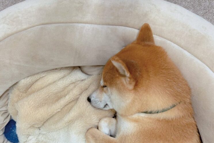 丸まって眠る柴犬。そのかわいすぎる寝姿が話題に「丸まり方が最高」「体育座りしてるみたい」