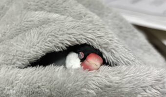 フリースの中で寝ている文鳥。ぬくぬくとろける姿がかわいすぎると話題に「幸せそうな寝顔」「きっといい夢見てますね！」