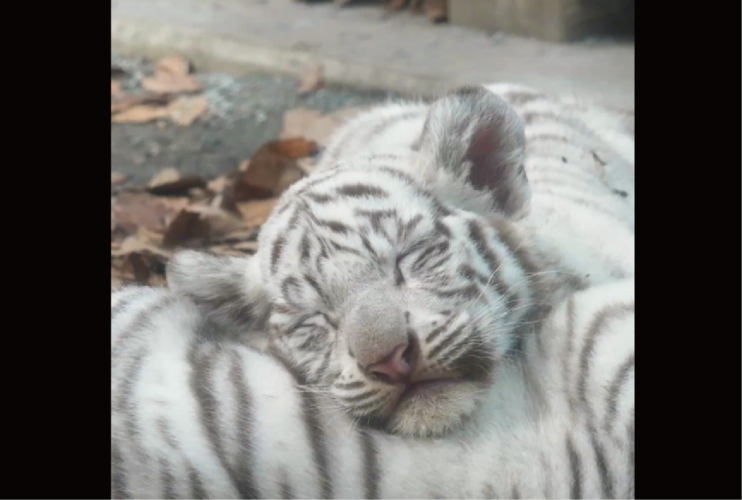 ホワイトタイガーの寝顔。幸せそうでかわいい姿に「平和で素敵な世界」「子ネコみたい」