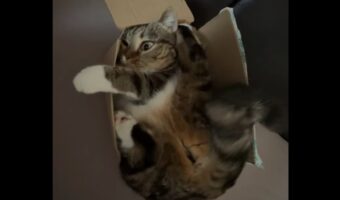 ダンボールにみっちみち！むぎゅっと収まるネコ【海外・動画】
