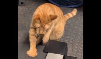 おててだけでもランニングに参加？飼い主さんと一緒に走っているつもりのネコ【アメリカ・動画】