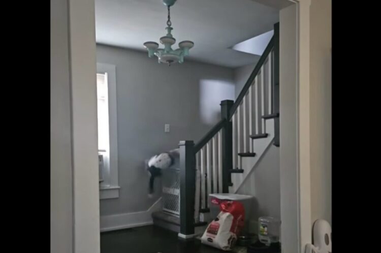 オモチャを取りに家の中を駆ける愛犬。壁走りで柵を飛び越えた！？【アメリカ・動画】