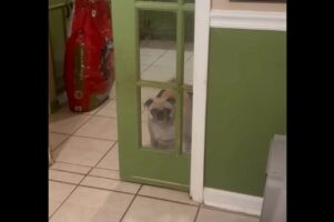 「ドアを開けて」とばかりに見つめてくるパグ。だけど・・、最初から半開きだよ！【アメリカ・動画】