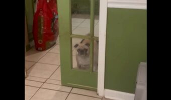 「ドアを開けて」とばかりに見つめてくるパグ。だけど・・、最初から半開きだよ！【アメリカ・動画】