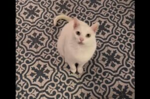 料理中の飼い主さんに鳴いてアピールするネコ。特技のスピンを披露したかった！！【海外・動画】