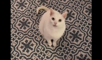 料理中の飼い主さんに鳴いてアピールするネコ。特技のスピンを披露したかった！！【海外・動画】