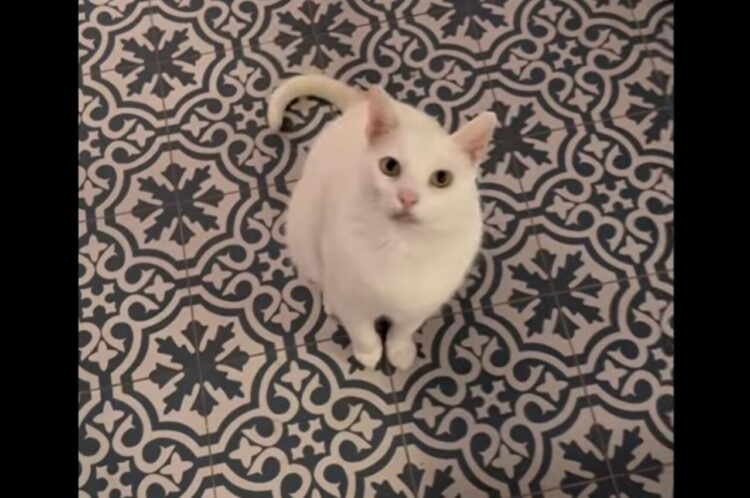 料理中の飼い主さんに鳴いてアピールするネコ。特技のスピンを披露したかった！！【海外・動画】