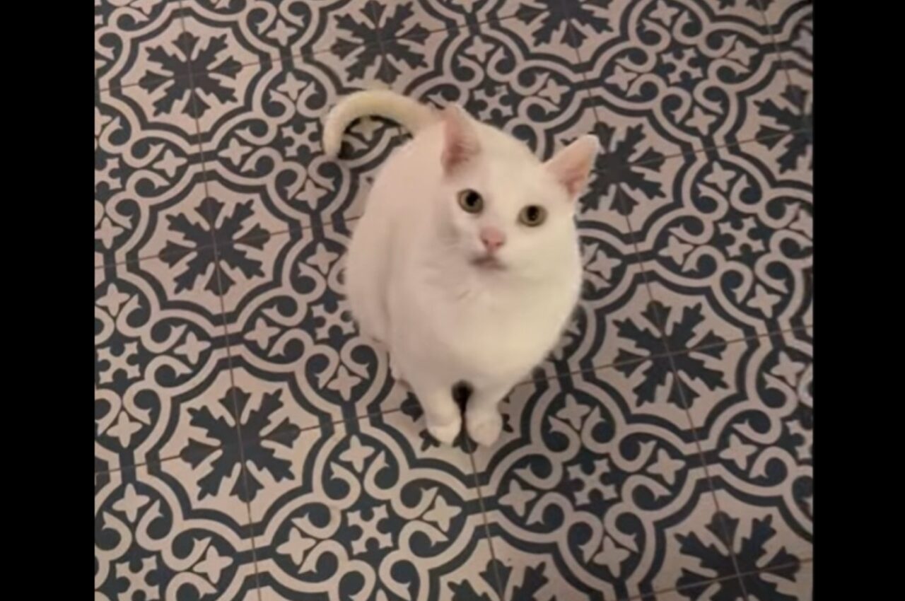 料理中の飼い主さんに鳴いてアピールするネコ。特技のスピンを披露したかった!!【海外・動画】