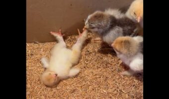ごろんと横になるヒヨコ。もしかして・・ひっくり返って起き上がれなくなっちゃった！？【海外・動画】