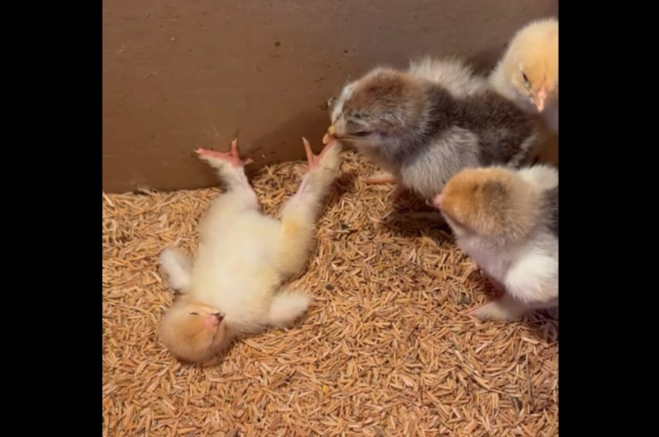 ごろんと横になるヒヨコ。もしかして・・ひっくり返って起き上がれなくなっちゃった!?【海外・動画】