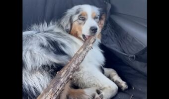 持ち帰りたいくらい気に入った？愛犬が車の中で特大サイズの木の枝をくわえている！【海外・動画】