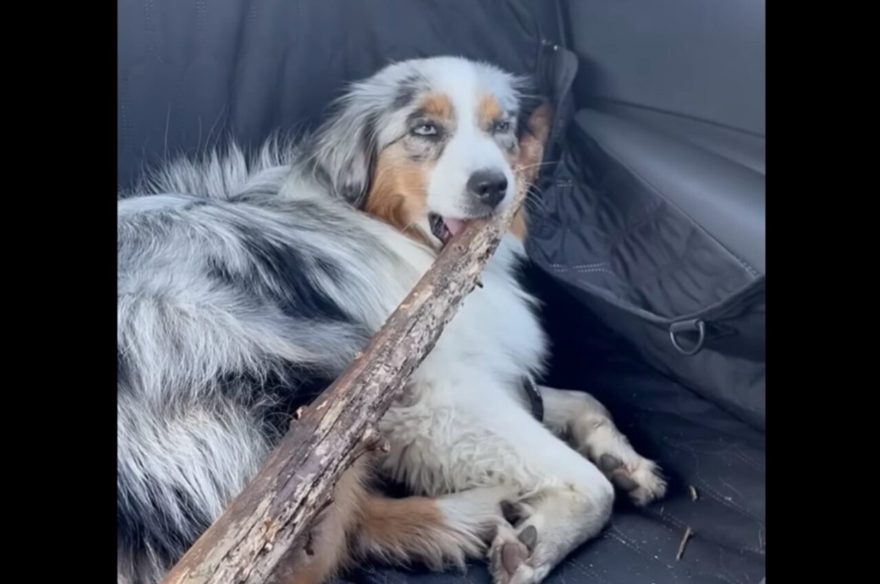持ち帰りたいくらい気に入った?愛犬が車の中で特大サイズの木の枝をくわえている!【海外・動画】